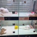 창원강아지분양 고양이분양 도그마루 이미지