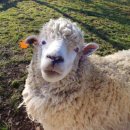 영화목장 이미지