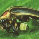 반딧불이 이미지