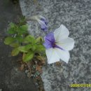 기양주유소 이미지