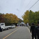 도리1리 | 가을 단풍놀이 도리마을 은행나무숲(11.10기준) with 황리단길