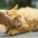 라파엘종합동물병원 이미지