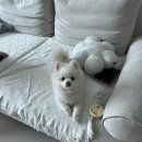 루루애견 | 부평애견미용 여름맞이 포메미용 루루애견샵