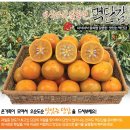 11305-18-5-5 | [동원/공동구매예고] 아삭아삭 달콤한 조생 먹단감 52% 할인된 저렴한가격(5kg,11,900원) 구입찬스