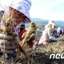 경남인삼 이미지