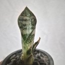 수원-0943 이미지