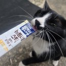 마미캣 | [임신일기] 임신 11주차 증상 임산부일상 임신기록 + 출산선배 고양이