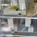 [W.09] 대구 답례품 화과자다과 | 대구 상견례 칭밍 후기