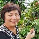 커피나무 이미지