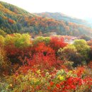 비밀의정원 이미지