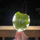 핑크나무