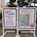 sk석유화학 벚꽃동산 4/6 오픈런 후기 (실시간 개화상황, 행사기간, 운영시간, 주차, 꿀팁)