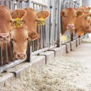 꿈의 한우농장 이미지