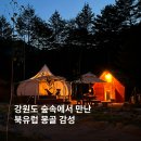 평창 라플란드 글램핑 유럽 몽골 감성 캠핑장내돈내산 후기