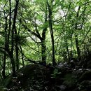 오월의수수꽃다리 이미지