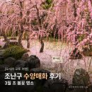 매화 | [오사카 교토 여행] 조난구 수양매화 후기 3월 초 봄꽃 명소