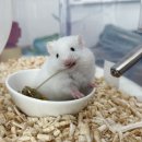 햄토리 군단 이미지