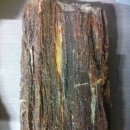 화석(규화목) 이미지