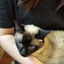 삼층고양이 카페 네이버블로그