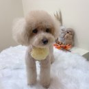 파파펫살롱 이미지