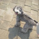 오늘도 해맑개 이미지