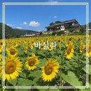 경주 바실라 해바라기 카페 명소 주차장 개화현황 내돈내산 후기 (feat.로드100)
