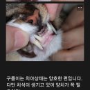 이영수 고양이 병원 | [인천서구 고양이병원] 이영수 고양이병원 건강검진 후기 (가격 포함)