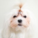 밋독(Meet_dog)