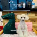 내일더예쁘개 이미지