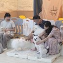 양코치 애견카페 이미지