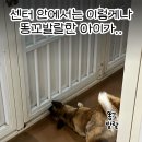 팅커벨 이미지