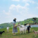 강원사슴목장 이미지