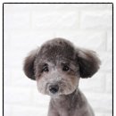 미드미동물의료센터 이미지