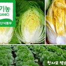 유기농 고냉지 절임배추 50% 맛보기 이벤트 이미지