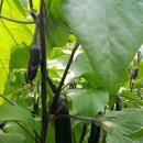 부부농장 이미지