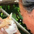 반려동물극장 심안이 신안사 절 고양이 마음으로 봐요