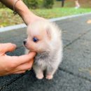 폼스키 | 안양폼스키분양 알아보신다면 이 후기 꼭 보세용