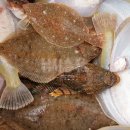 동해참가자미 이미지