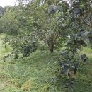 새순1농장 이미지