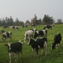 이시돌목장 이미지