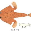 어류도감 - 아귀目 - 부치科 - 원꼭갈치 이미지