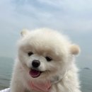 할버지민박 | 파파랑 배코랑 인천여행💙/ 소무의도 _맛집