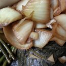 수영이네족발 이미지