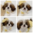 모델독켄넬 이미지