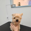 복실애견 이미지