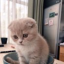 세요 Daum카페