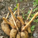 천마가스 이미지