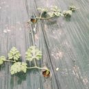 주렴농장 이미지