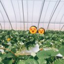 무열농장 이미지