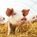 한우 뱅크축산 이미지